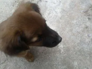 Cachorro raça Parece mestiço com labrador idade 2 a 6 meses nome Filhote