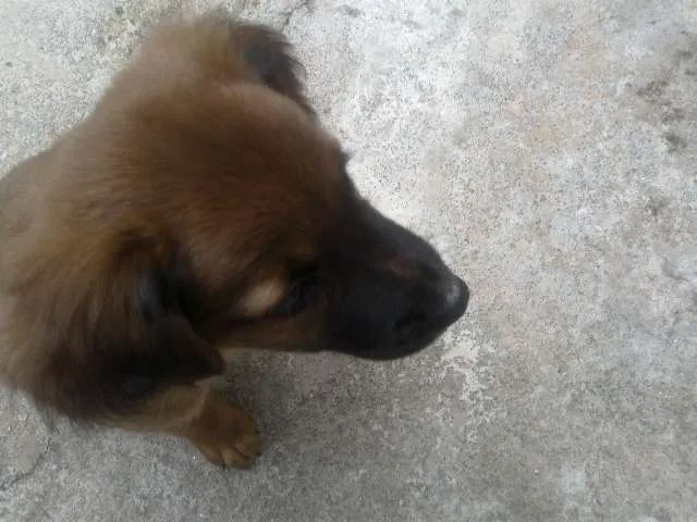 Cachorro ra a Parece mestiço com labrador idade 2 a 6 meses nome Filhote