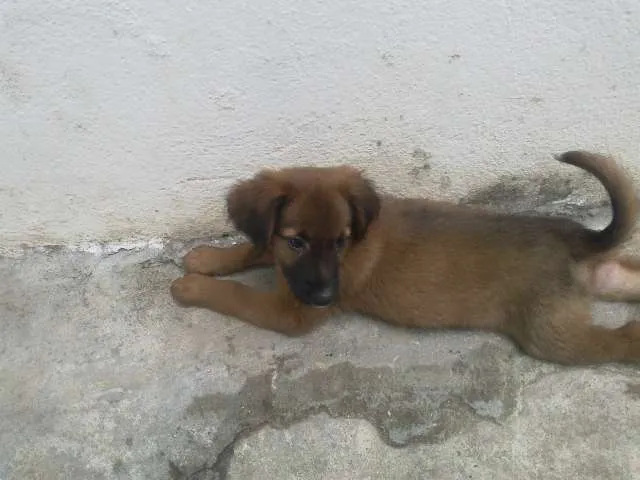Cachorro ra a Parece mestiço com labrador idade 2 a 6 meses nome Filhote
