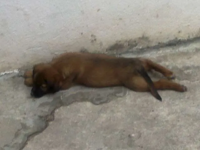 Cachorro ra a Parece mestiço com labrador idade 2 a 6 meses nome Filhote