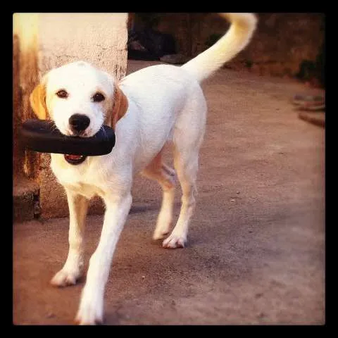 Cachorro raça SRD idade 7 a 11 meses nome SOL