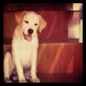 Cachorro raça SRD idade 7 a 11 meses nome SOL