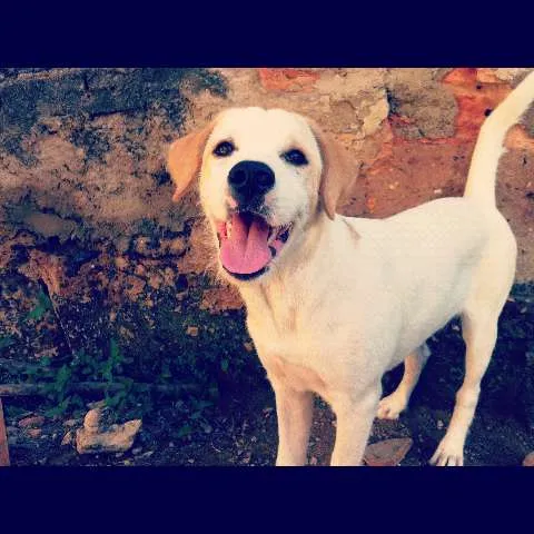 Cachorro raça SRD idade 7 a 11 meses nome SOL