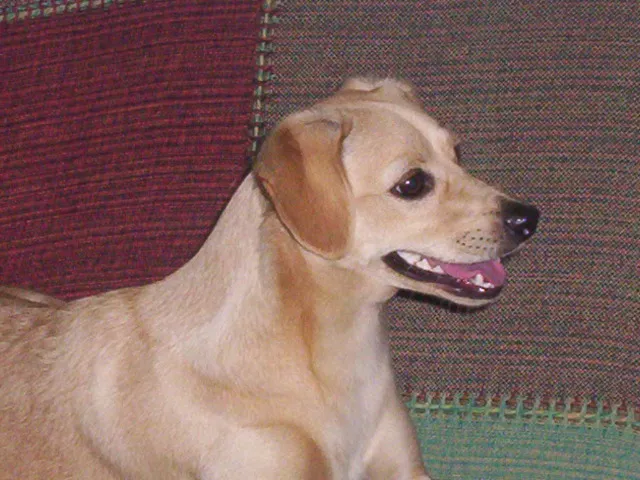 Cachorro ra a sem raça definida idade 5 anos nome Luna