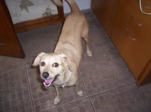 Cachorro raça sem raça definida idade 5 anos nome Luna