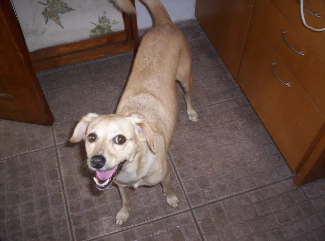 Cachorro ra a sem raça definida idade 5 anos nome Luna