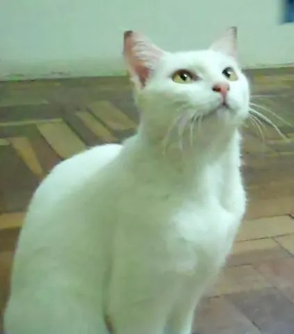Gato ra a SRD idade 5 anos nome Monalisa