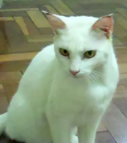 Gato ra a SRD idade 5 anos nome Monalisa
