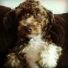 Cachorro ra a SRD idade 7 a 11 meses nome LAICA