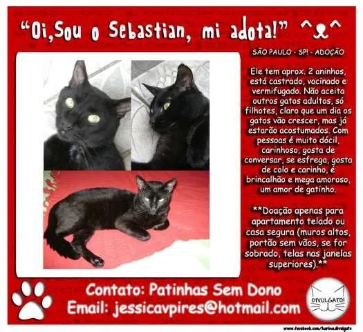 Gato ra a SRD idade 2 anos nome Sebastian
