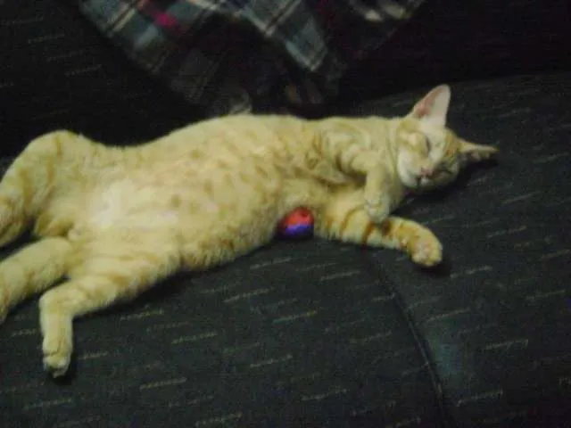 Gato ra a SRD idade 7 a 11 meses nome Paco