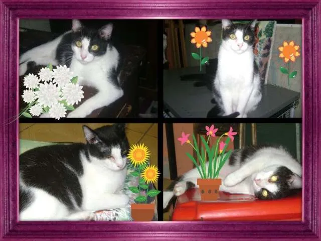 Gato ra a SRD idade 7 a 11 meses nome Lilico