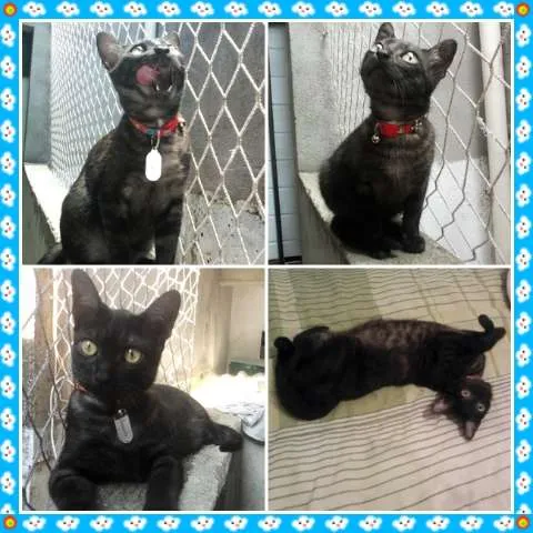 Gato ra a SRD idade 7 a 11 meses nome Smooke