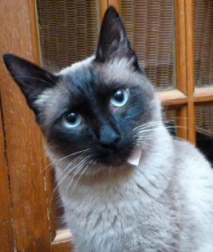 Gato ra a siamês idade 1 ano nome Horácio