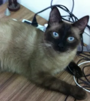 Gato raça siamês idade 1 ano nome Horácio