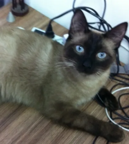 Gato ra a siamês idade 1 ano nome Horácio
