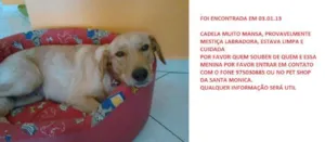 Cachorro raça mestico labrador idade 1 ano nome mila
