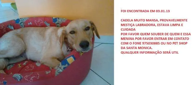 Cachorro ra a mestico labrador idade 1 ano nome mila