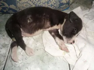 Cachorro raça Vira-Lata idade 2 a 6 meses nome Tobby