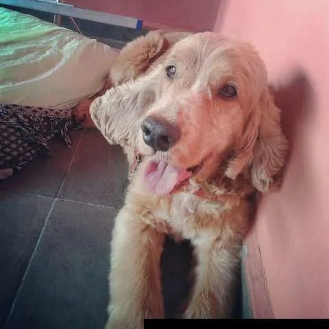 Cachorro ra a Cocker idade 4 anos nome não sabemos o nome