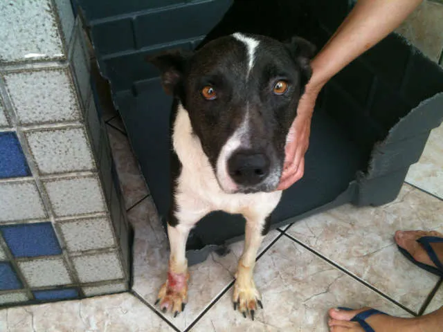 Cachorro ra a SRD idade 3 anos nome Tina