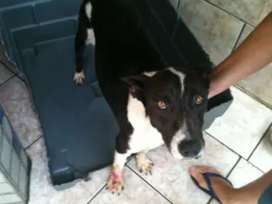 Cachorro raça SRD idade 3 anos nome Tina