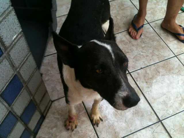 Cachorro ra a SRD idade 3 anos nome Tina