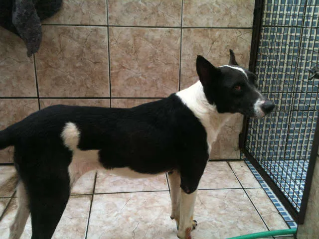 Cachorro ra a SRD idade 3 anos nome Tina