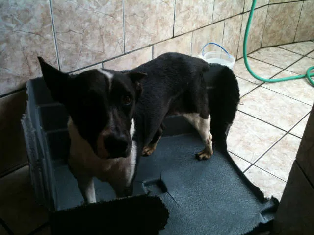 Cachorro ra a SRD idade 3 anos nome Tina