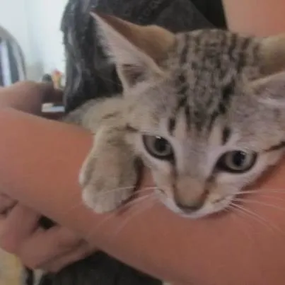 Gato ra a SRD idade 2 a 6 meses nome Sem nome