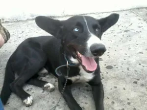 Cachorro raça sem raça definida idade 1 ano nome Zulu