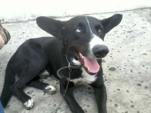 Cachorro ra a sem raça definida idade 1 ano nome Zulu