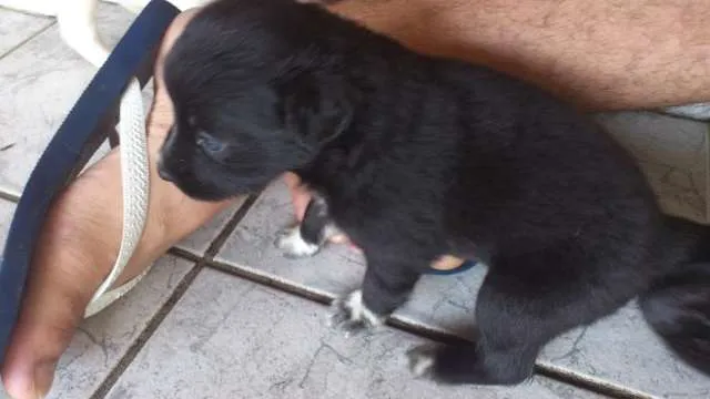 Cachorro ra a SRD idade Abaixo de 2 meses nome Filhotinhos ainda s