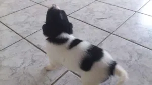 Cachorro raça SRD idade Abaixo de 2 meses nome Filhotinhos ainda s