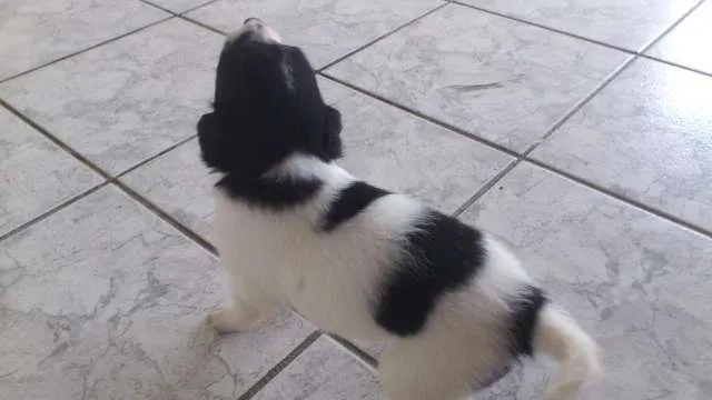 Cachorro ra a SRD idade Abaixo de 2 meses nome Filhotinhos ainda s