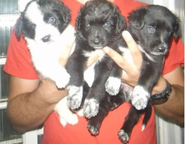 Cachorro ra a SRD idade Abaixo de 2 meses nome Filhotinhos ainda s
