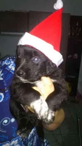 Cachorro ra a SRD idade Abaixo de 2 meses nome Filhotinhos ainda s