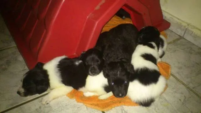 Cachorro ra a SRD idade Abaixo de 2 meses nome Filhotinhos ainda s