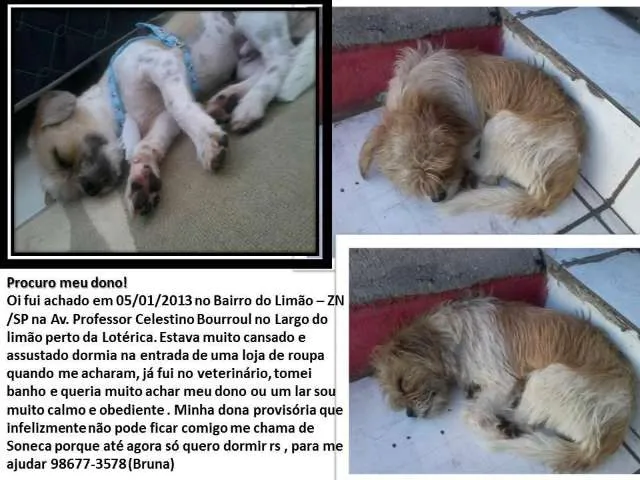 Cachorro ra a lhasa apso idade 4 anos nome não identificado