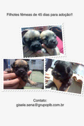 Cachorro ra a vira lata idade Abaixo de 2 meses nome sem nome