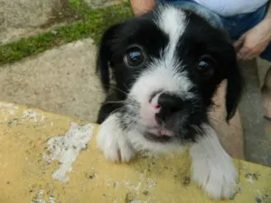 Cachorro raça SRD idade 2 a 6 meses nome Amora