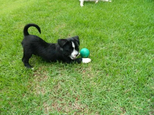 Cachorro raça SRD idade 2 a 6 meses nome Amora
