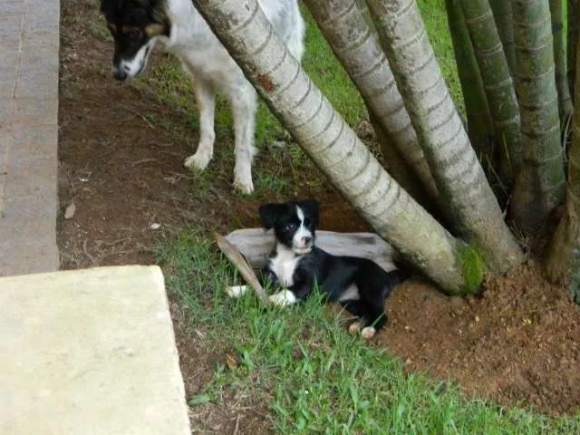 Cachorro raça SRD idade 2 a 6 meses nome Amora