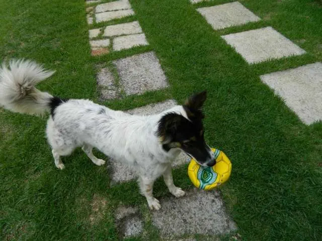 Cachorro raça SRD idade 2 anos nome Tequila