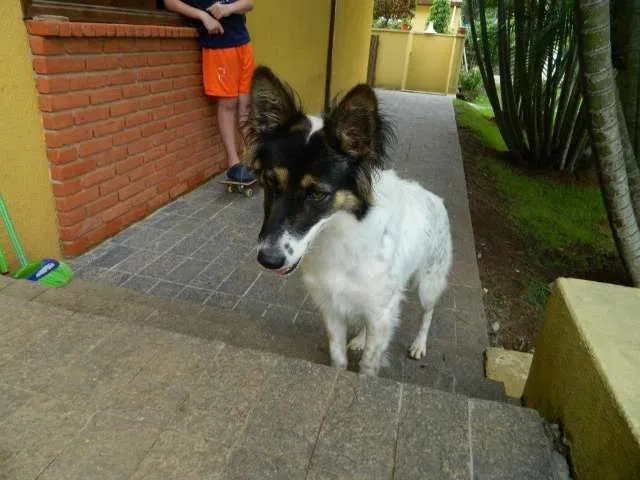 Cachorro raça SRD idade 2 anos nome Tequila