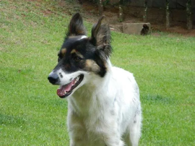 Cachorro raça SRD idade 2 anos nome Tequila