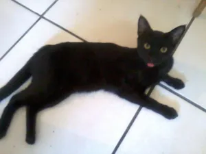 Gato raça Sem raça definida idade 7 a 11 meses nome Milico