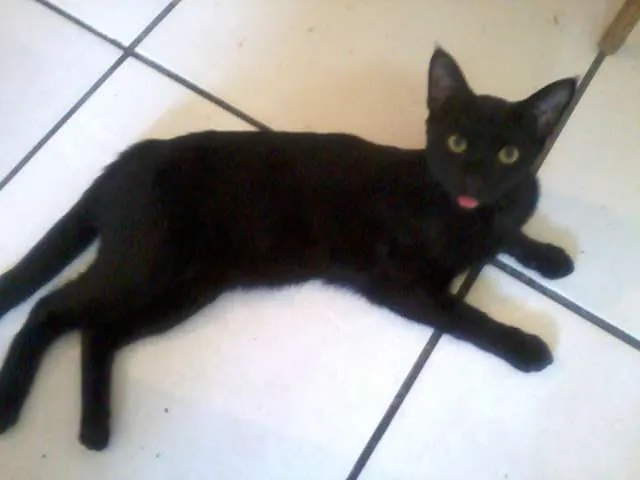 Gato ra a Sem raça definida idade 7 a 11 meses nome Milico