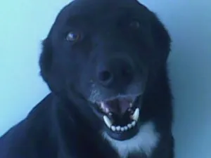 Cachorro raça lavardor com vira lata idade 6 ou mais anos nome roger
