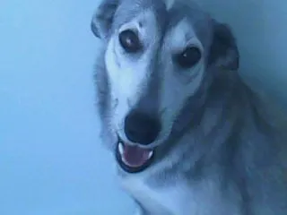 Cachorro ra a Husky Siberiano com pastos belga idade 3 anos nome sheron